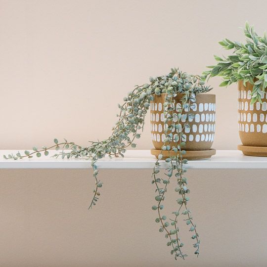 Fern Button Hanging Bush in Pot |Dark Green