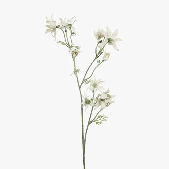 Flannel Flower Spray