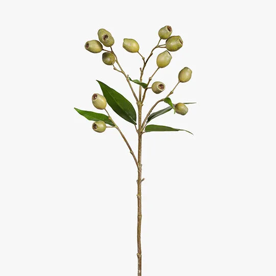 Eucalyptus Gum Nut Spray | Green