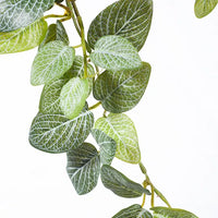 Fittonia Hanging Bush