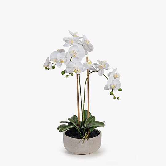 Orchid In Bowl | White