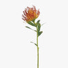 Protea Leucospermum | Burnt Orange