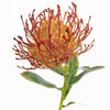 Protea Leucospermum | Burnt Orange