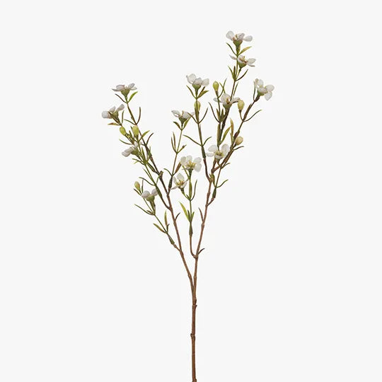 Wax Flower White