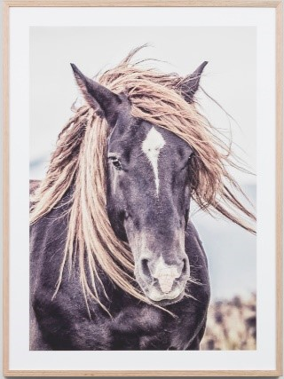 Lone Mustang Framed Print - Whatever Mudgee Gifts & Homewares