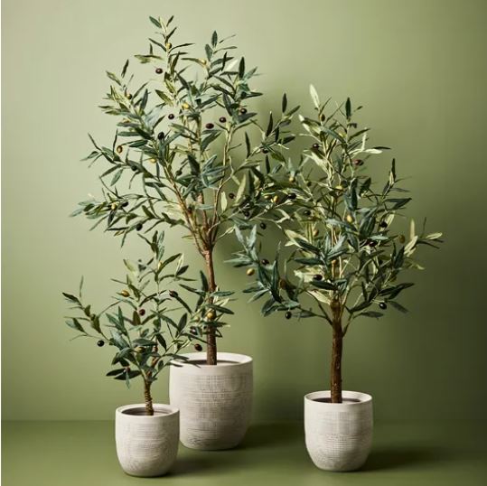 Olive Tree | 91cm