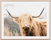 Highland Cow Bovine | Framed Print