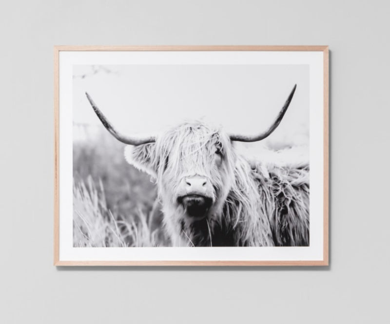 Highland Cow Bovine | Framed Print