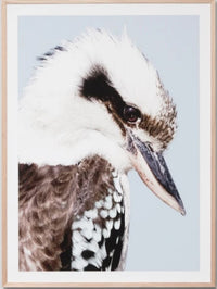 Kookaburra Colour | Framed Art