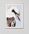 Kookaburra Colour | Framed Art