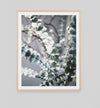 Native Eucalypt Bouquet | Framed Art