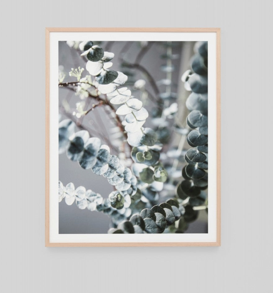 Native Eucalypt Bouquet | Framed Art