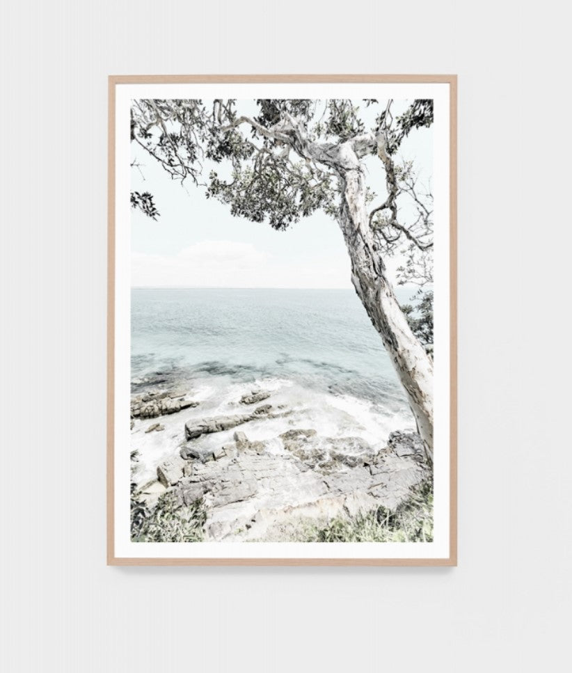 Noosa Eucalyptus | Framed Print