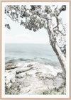 Noosa Eucalyptus | Framed Print