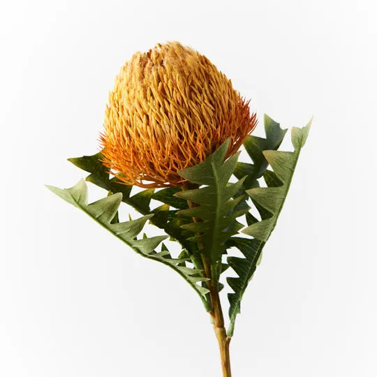 Banksia Acorn 69cm