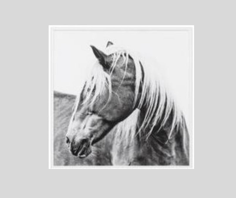 Resting Mare | Horse Framed Print | Oak Frame