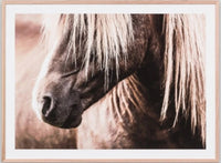 Wandering Pony | Framed Print